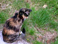 Фото № 384. Кошка обнаружила змею во дворе своего дома и размышляет, стоит ли ее трогать.