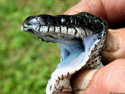 Фото № 389. Фото пасти змеи крупным планом, в которой хорошо просматриваются мелкие и острые зубы.