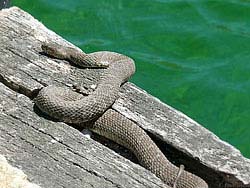Фото № 390. Сознавая, что ее тело весьма богато белком, змея ползла у кромки воды, чтобы в случае опасности прыгнуть в воду и уйти вплавь.