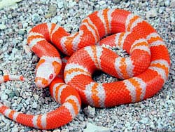 Фото № 391. У оранжевой змеи концентрация пигмента этого цвета в организме настолько высока, что даже глаза – оранжевые.