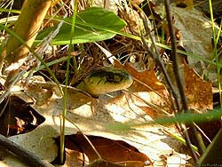 Фото № 401. Интересно, сколько нужно неподвижно пролежать в густой траве, чтобы сделать такое фото чрезвычайно осторожной змеи.