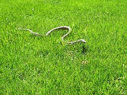 Фото № 403. Не известно, какие обстоятельства заставили мигрировать эту змею, но причины, вынудившие ее выползти на коротко подстриженный газон, должны быть достаточно весомыми.
