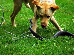 Фото № 404. Судя по этой фотографии, взаимная ненависть змеи и собаки достигла своего апогея.