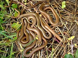 Фото № 406. Несанкционированное сборище змей на территории, являющейся частной собственностью.