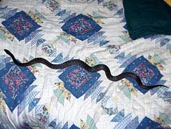 Фото № 407. Неторопливо ползущая по кровати змея отбивает всякое желание ложиться спать.