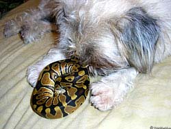 Фото № 412. Собачка с удовольствием играет со змеей, не подозревая, чем может закончиться такая игра.