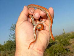Фото № 413. Маленькая змейка, окраской и размерами напоминающая цветной шнурок.