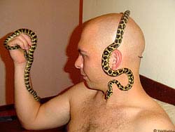 Фото № 424. Змея на голове специально побритого для этого мужчины говорит о том, что гадам теперь везде оказывают почет и уважение.