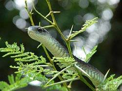 Фото № 425. Среди веток колючего растения эта змея чувствует себя вполне сносно.