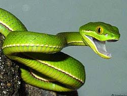 Фото № 429. Взяв пример с говорящих попугаев, змеи теперь тоже весьма успешно познают человеческую речь.