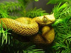 Фото № 430. Рога на голове у этой желтой змеи весьма напоминают растопыренные пальцы нового русского.