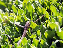 Фото № 433. Не считая свой поджарый вид зазорным, змея, тем не менее, решила за лето хорошенько подкопить подкожного жирка, чтобы предаться спокойному сну в преддверии суровой зимы.