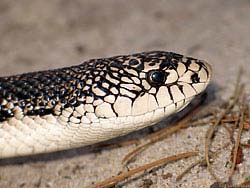 Фото № 438. Проследив, как змея охотится, можно предположить, ядовита она или нет.