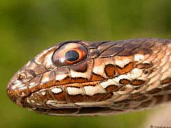 Фото № 453. Сильная пигментация лица у этой змеи наводит на мысли о том, что в случае укуса тело человека превратится в лужу ужасного гноя минут за пятнадцать, не больше!
