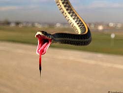 Фото № 457. Змея, которую уже держат за хвост, в последнем безумном броске пытается нанести смертельный укус обидчику.