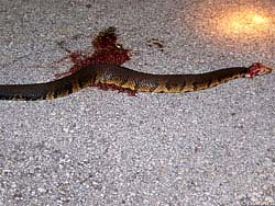 Фото № 465. Тело жестоко убитой змеи обычно выставляется на всеобщее обозрение, а убийцу чествуют хлебом-солью и восхваляют его удивительную смелость.
