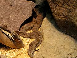 Фото № 467. В расщелине между камнями змея летом может укрыться от холодного ветра и дождя, а зимой пережить низкую температуру.