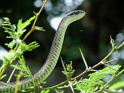 Фото № 473. Постоянно живущая среди колючек змея не имеет на своем теле ни одного отверстия от острой иглы, что подтверждает ее сноровку и умение владеть телом.