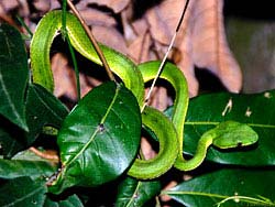 Фото № 479. Если укушенному ядовитой змеей на своих ногах пришлось выбираться из леса – скорее всего он не выживет.