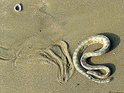 Фото № 487. Змея, хозяйка пустынных просторов, чувствует себя в песке, как рыба в воде.