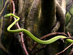 Фото № 488. Древесная змея, хозяйка джунглей, не боится никаких животных, но муравьями может быть съедена за будь здоров.