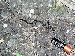 Фото № 491. Детеныши змей избегают контакта с пальчиковыми батарейками, чтобы не перепачкаться в кислоте и не полинять раньше времени.