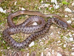 Фото № 494. Для беззаботного отдыха змея должна правильно расположить все свои хвостовые, поясничные и грудные позвонки, как на этой фотографии.