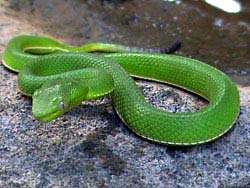 Фото № 497. Прищурившись своим хищным вертикальным зрачком, зеленая змея тупо уставилась на потенциальную жертву.