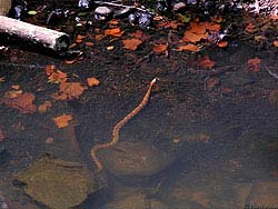 Фото № 503. Прежде чем вылезти из воды полностью, мудрая змея сначала осматривает берег на предмет возможной опасности.