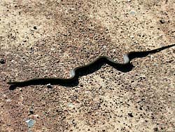Фото № 504. Достаточно крупная змея без зазрения совести переползает через дорогу, созданную человеком.