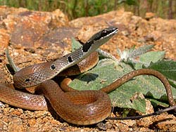 Фото № 505. Вопросительный взгляд змеи очень легко перепутать с ее же взглядом, оценивающим расстояние до жертвы.