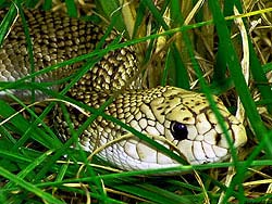 Фото № 511. Эта змея держит свой рот плотно закрытым, чтобы никто не мог определить, ядовита она или нет.