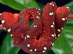 Фото № 512. Темно-красная змея в белую крапинку не позволяет усомниться, что ее укус будет абсолютно смертельным.