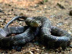 Фото № 519. Туземцы ходят босиком, и часто являются объектом нападения для змей.