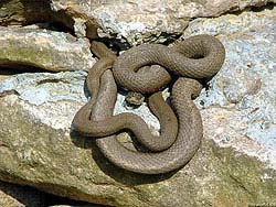 Фото № 520. Прогуливаясь среди камней, также нужно опасаться нападения змеи.