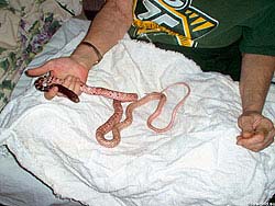 Фото № 521. Кожу змеи нужно регулярно протирать чистой тканью.