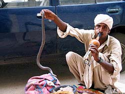 Фото № 529. Для некоторых людей змея является кормилицей, когда они прилюдно таскают ее за хвост.