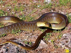 Фото № 535. Наевшись ядовитых кореньев, эта змея значительно увеличила силу своего хвоста.