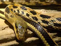 Фото № 547. Не одними только смертельными укусами внесли змеи свой вклад в эволюцию человека.