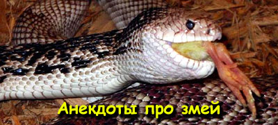 Анекдоты про змей