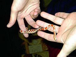 Фото № 021. Тренировка гибкости пальцев с использованием детеныша змеи пока еще не запатентована. Спешите!