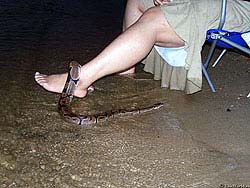 Фото № 023. Странно, но эта женщина доверяет свои нежные ноги такому опасному и непредсказуемому животному, как змея.