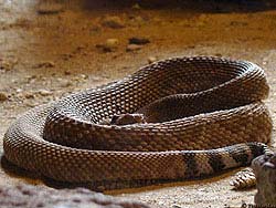 Фото № 085. Большую часть времени змеи проводят в спокойном состоянии отдыха, так что удивительно, как они умудряются так сильно мешать людям жить.
