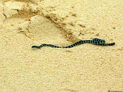 Фото № 087. Бесхозная кожа коралловой змеи на прибрежном песке какого-то моря.