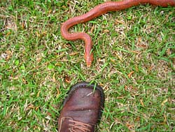 Фото № 137. Эта змея еще не решила, стоит ли пытаться прокусить такой ботинок.