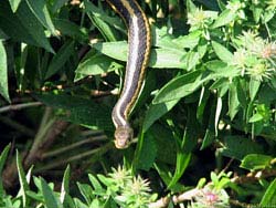 Фото № 169. Эта змея пользуется тем, что большинство людей ловить ползучих гадов не умеют.