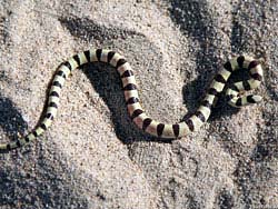 Фото № 247. Проживающая в песках змея имеет соответствующее окружающей среде одеяние.