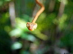 Фото № 251. Эта древесная змея очень похожа на обычный ржавый гвоздь.