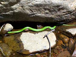 Фото № 355. Попавшая в водоем зеленая змея хочет выбраться на сушу как можно быстрее.