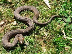 Фото № 370. Эта змея внимательно смотрит, кто в какой обуви приперся в лес, и нападает только на тех, кто не надел резиновые или кирзовые сапоги.